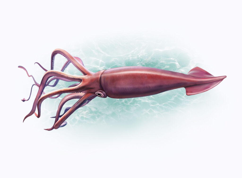 Drawing of a colossal squid