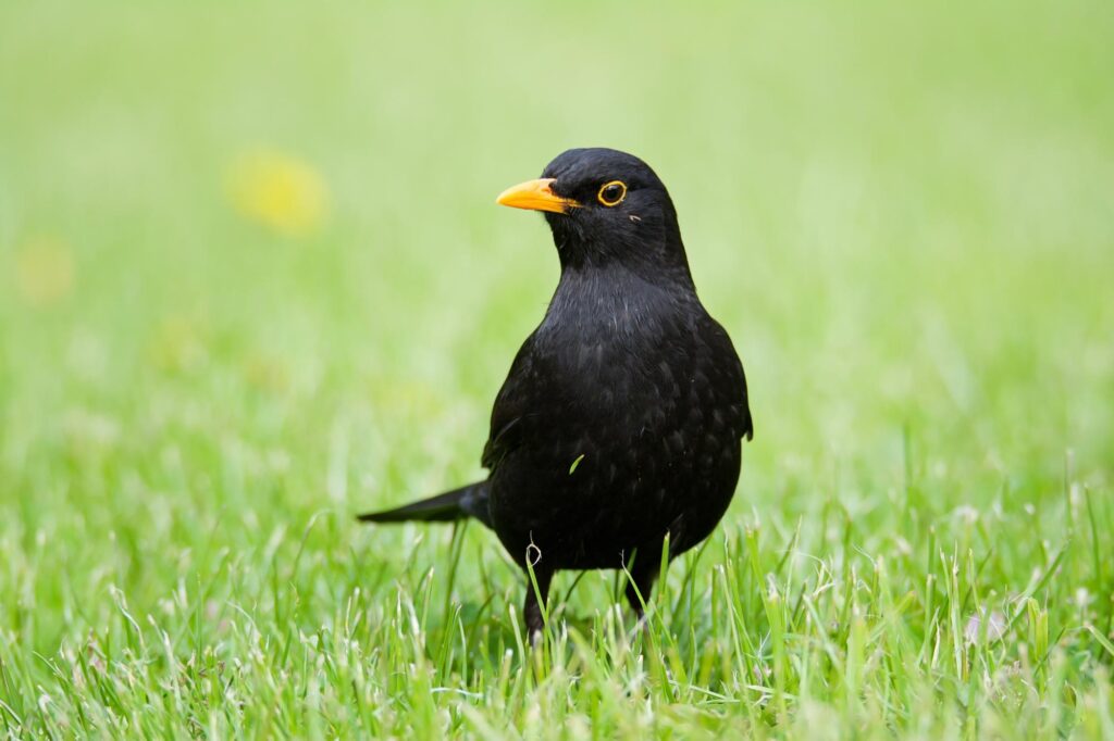 Common blackbird on grass