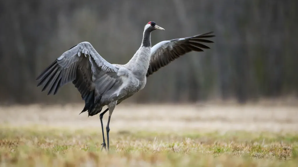 Common crane about to fly