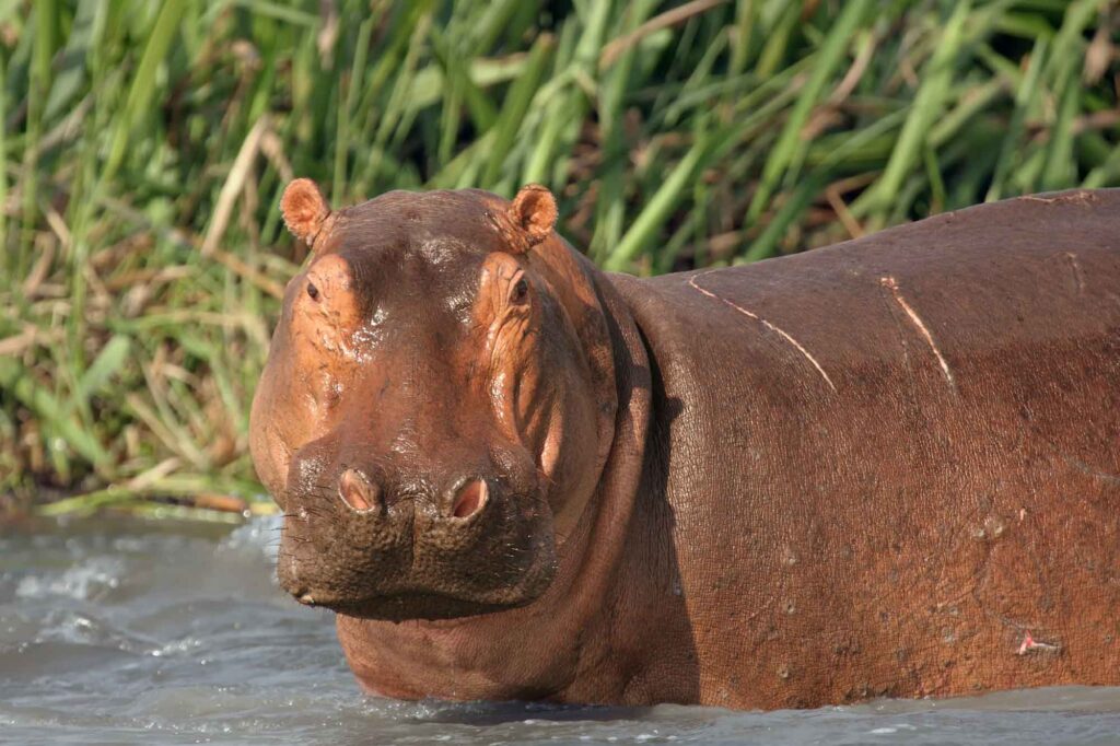 Common hippopotamus portrait