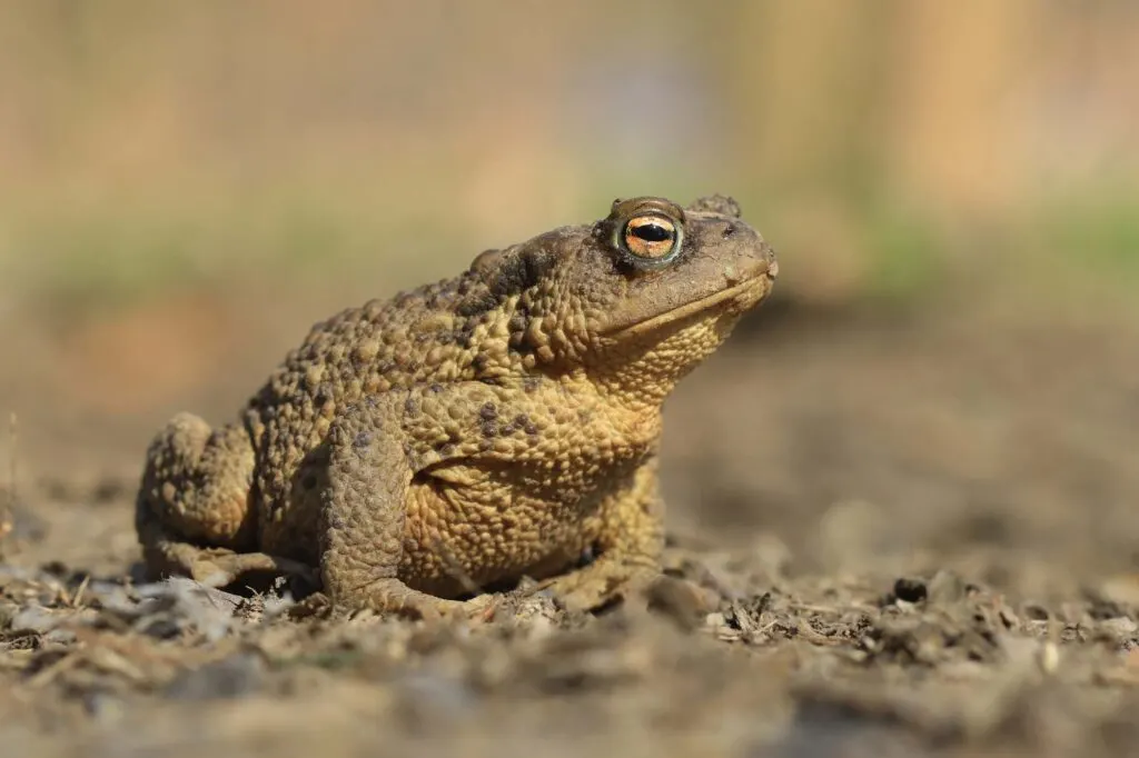 Common toad resting on the ground