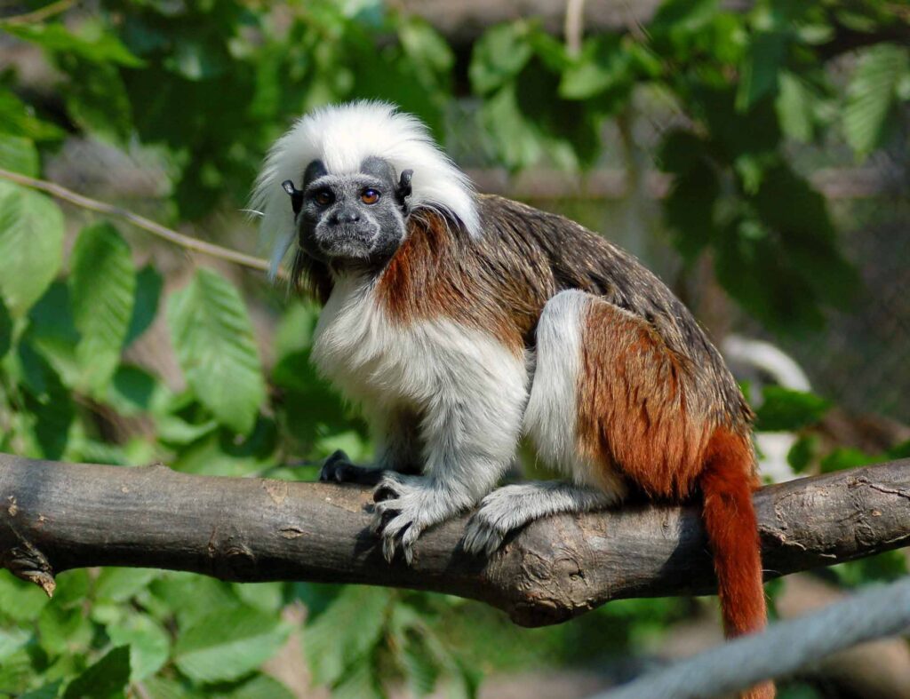 Cotton-headed tamarin perched on tree