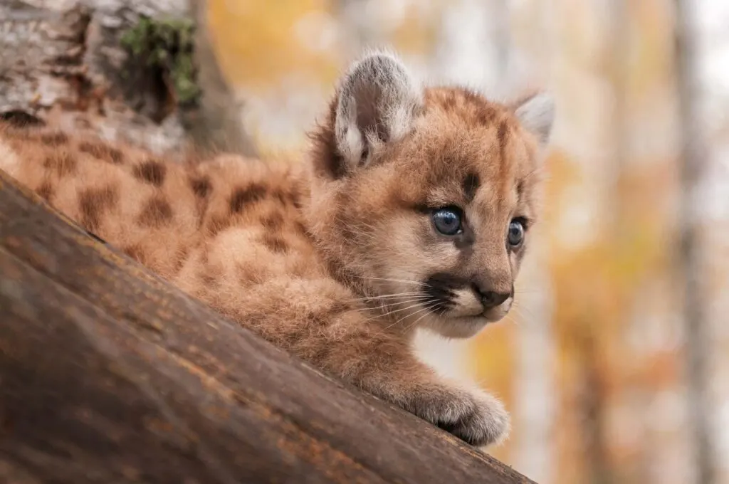 Female cougar kitten sitting on tree branch
