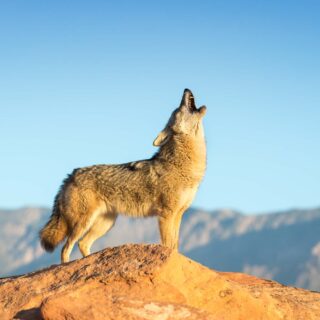 Coyote howling from top mountain