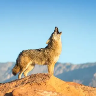 Coyote howling from top mountain