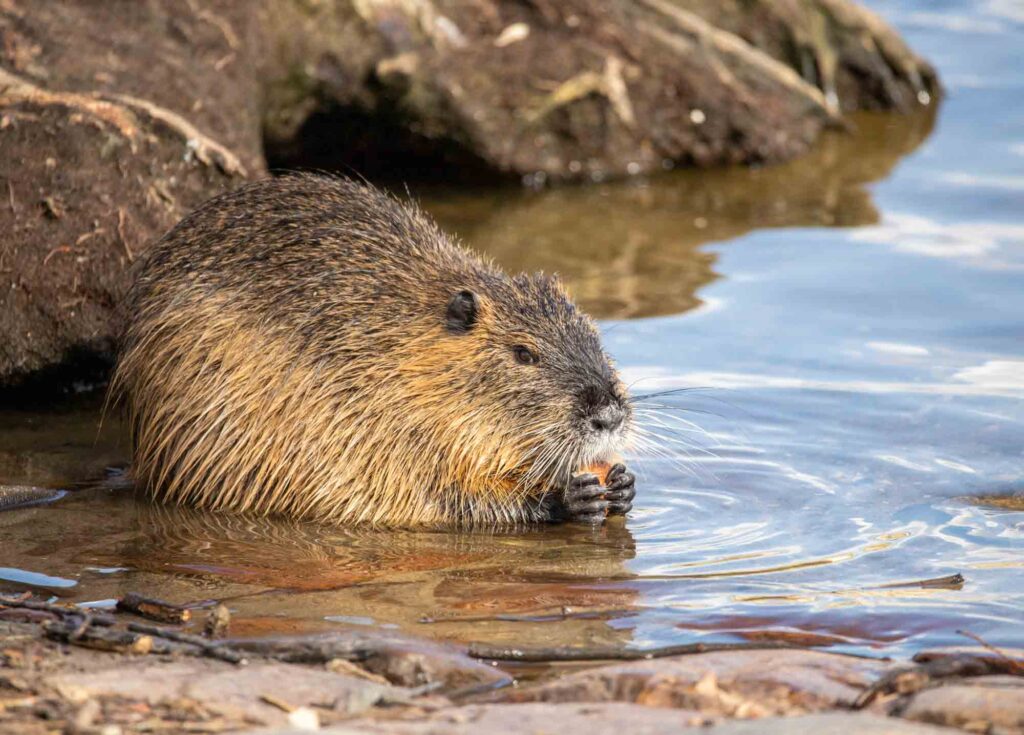 Coypu eating carrot by the water