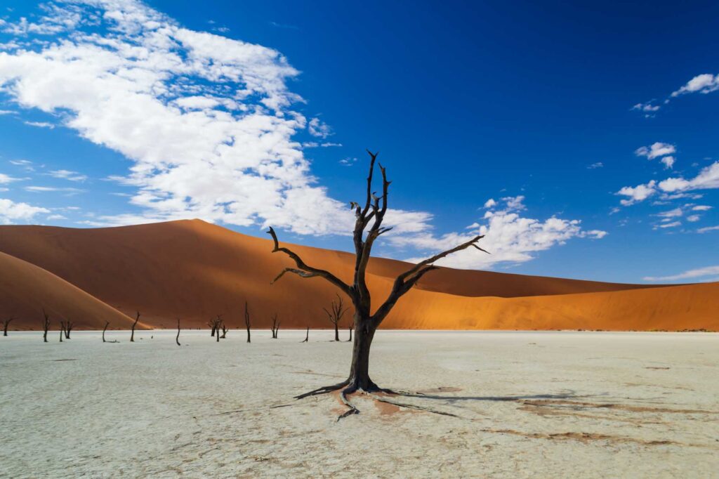 Dry trees in Namib Desert