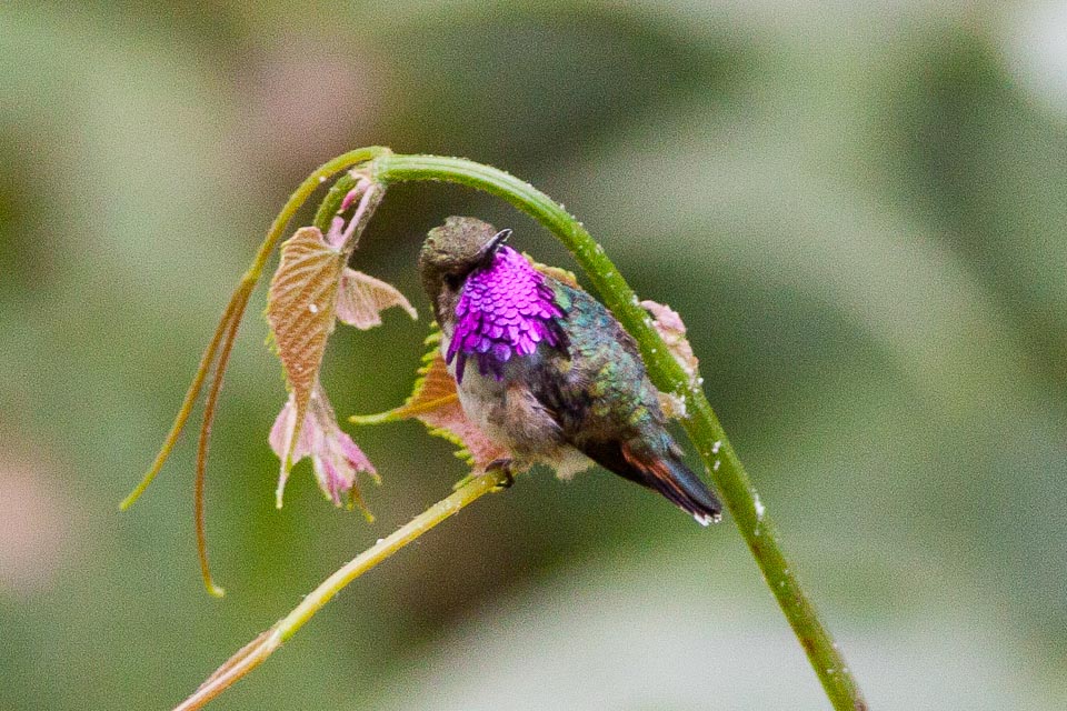 Bumblebee Hummingbird perching on flower