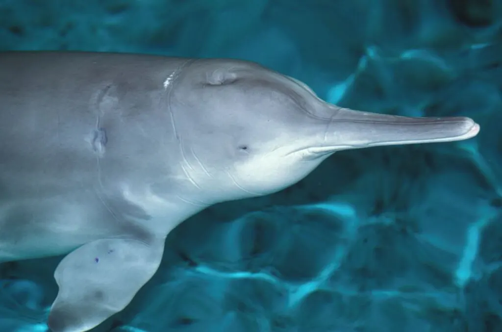 Baiji is a Chinese River Dolphin