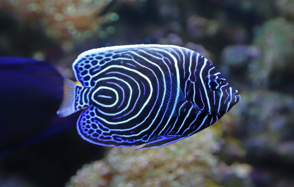 Close-up view of a Juvenile Emperor angelfish