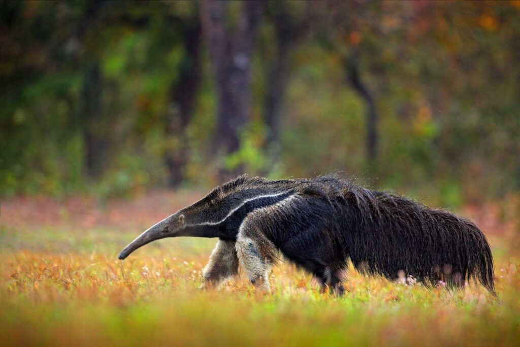 Giant anteater running in Brazil