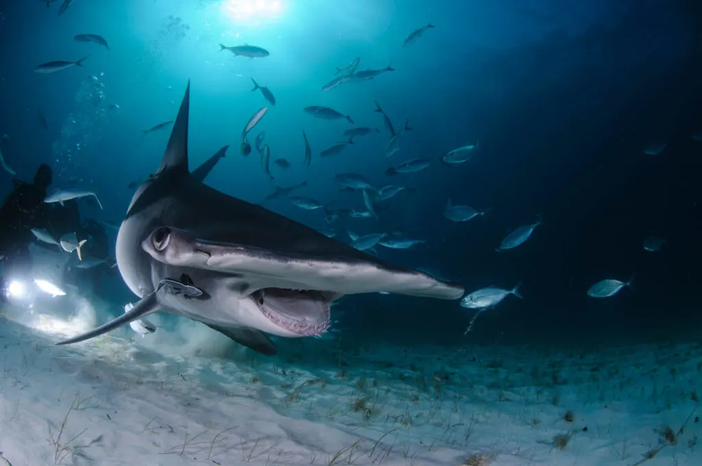 Great hammerhead shark closeup