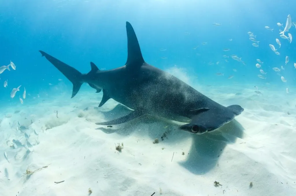 Great hammerhead shark foraging food