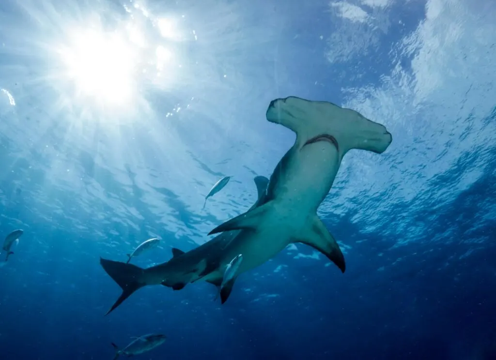 Great Hammerhead shark photographed from below