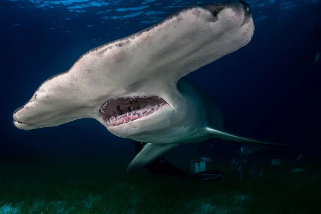 Great hammerhead shark with mouth open