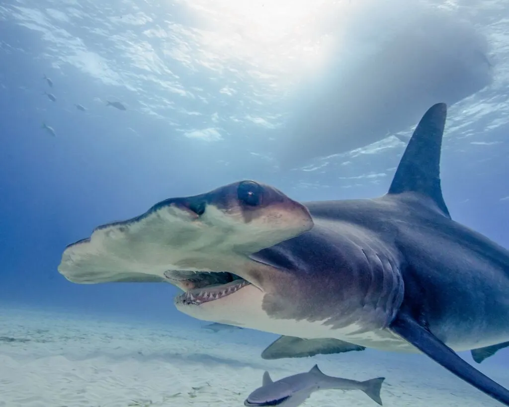 Great hammerhead shark with mouth open