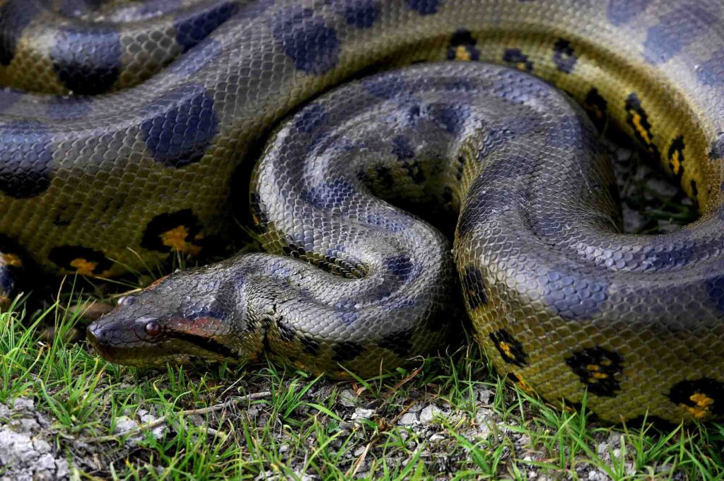 Green anaconda snake on grass is an animal that start with the letter A