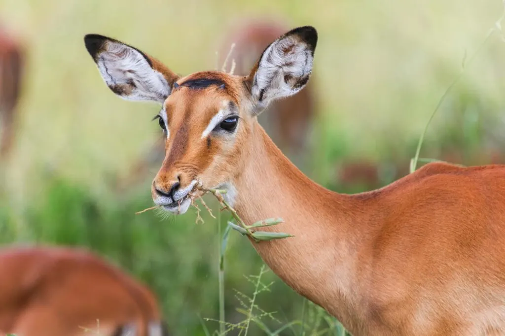 Impala eating grass