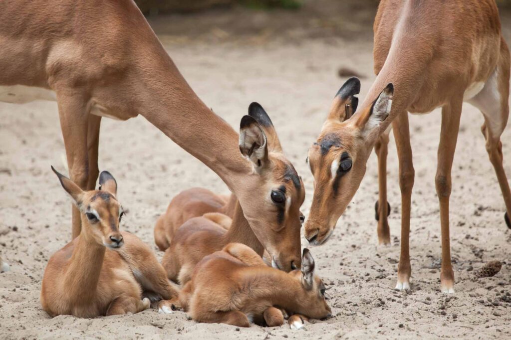Impala caring for calves