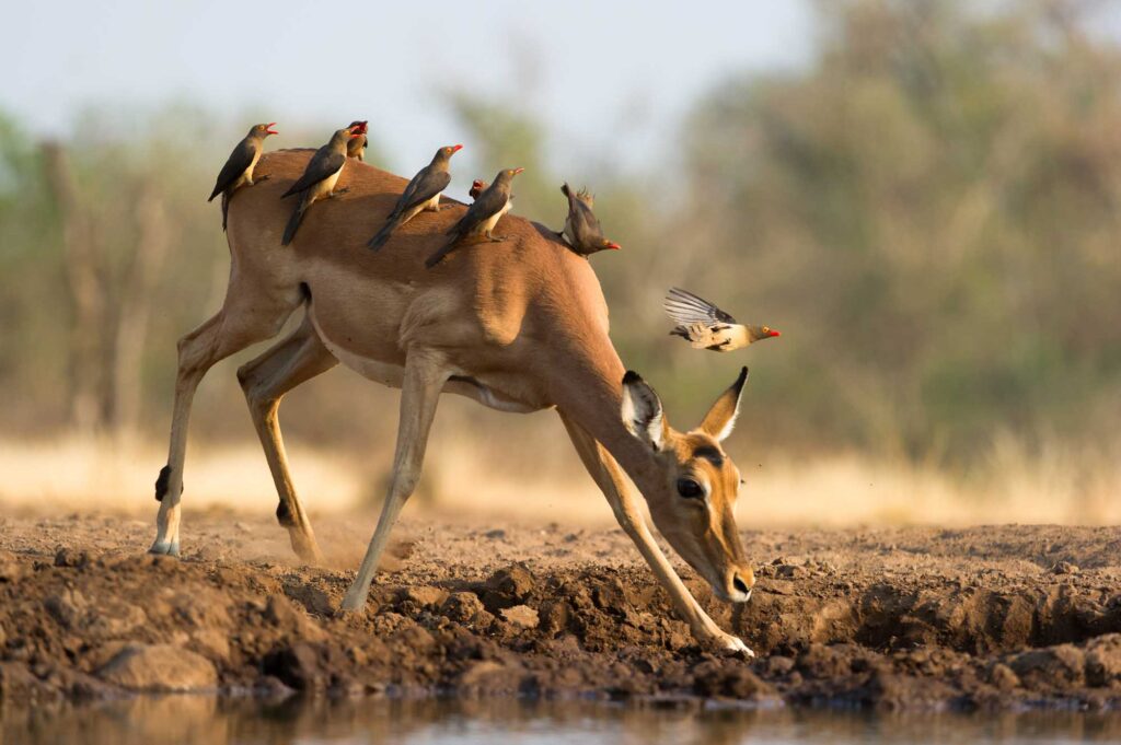 Female impala drinking water covered in oxpeckers