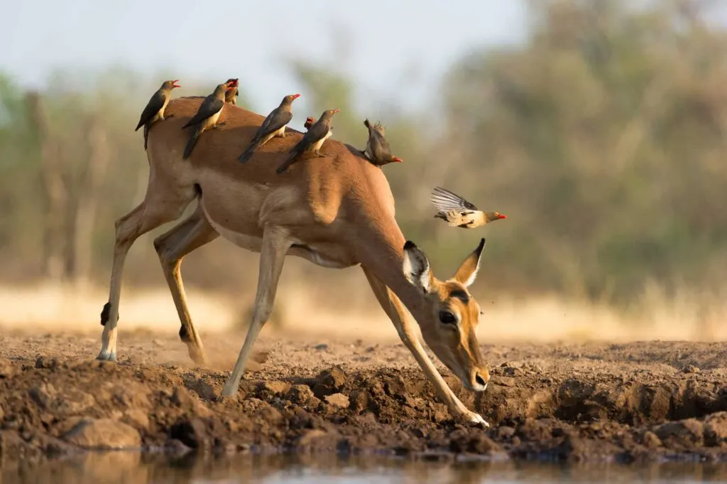 Female impala drinking water covered in oxpeckers
