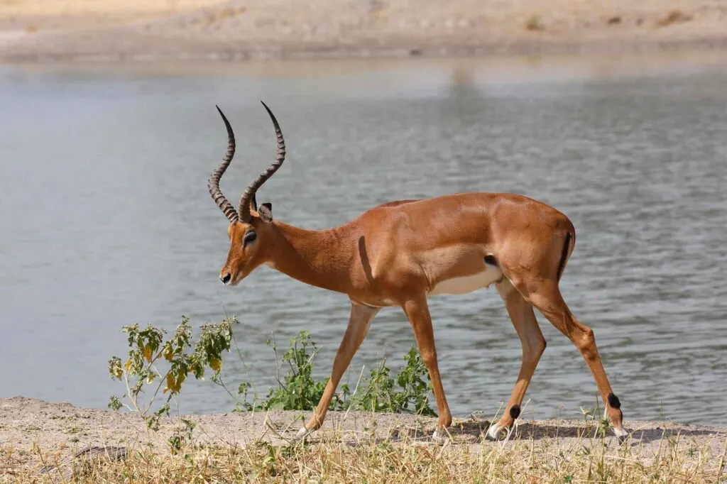 Male impala walking by the water