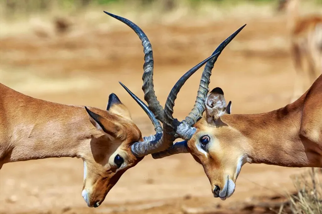 Male impalas fighting