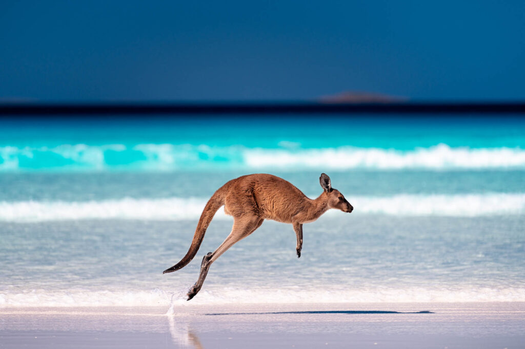 Kangaroo jumping on sand near the beach