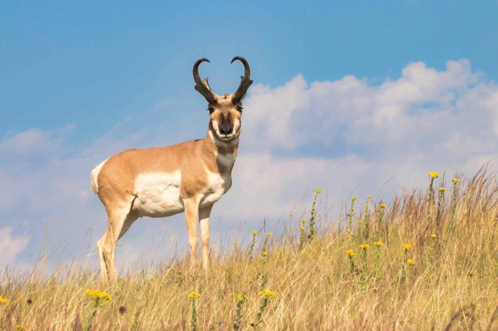 Pronghorn Antelope in Custer State Park