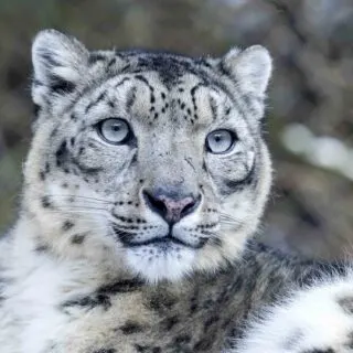 Snow leopard portrait