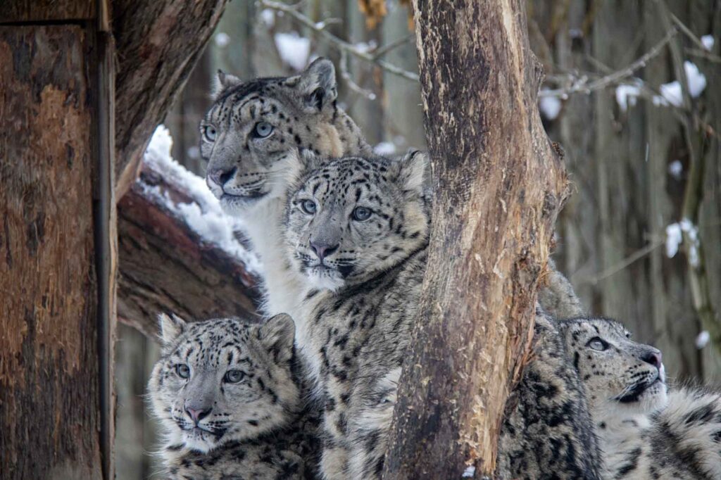 Snow leopard mother and cubs