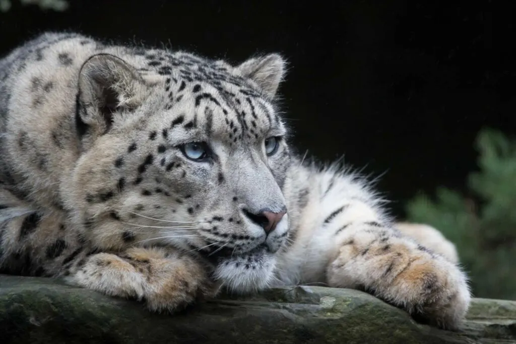 Snow leopard resting