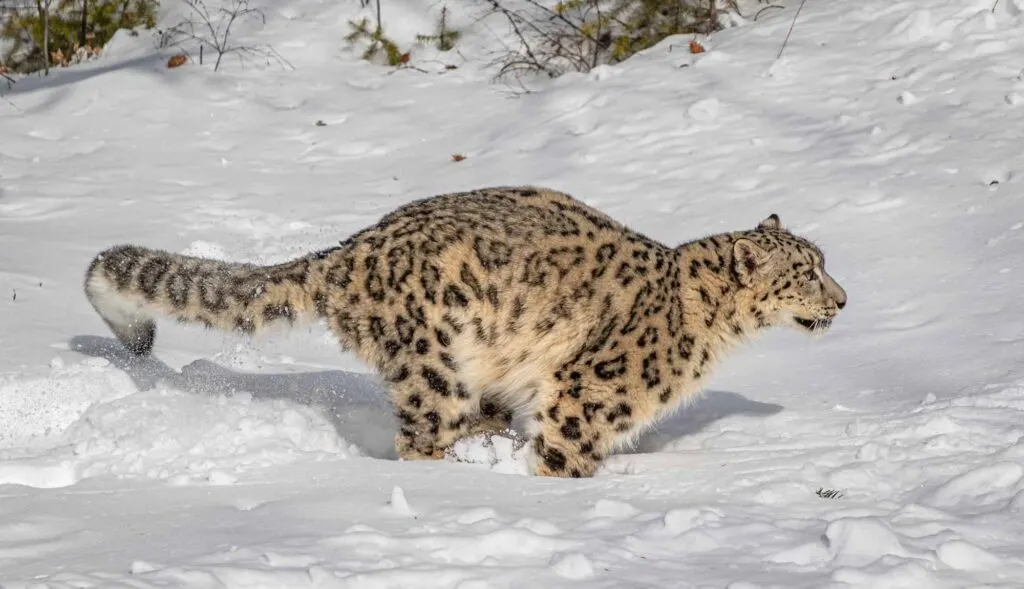 Snow leopard running on snow