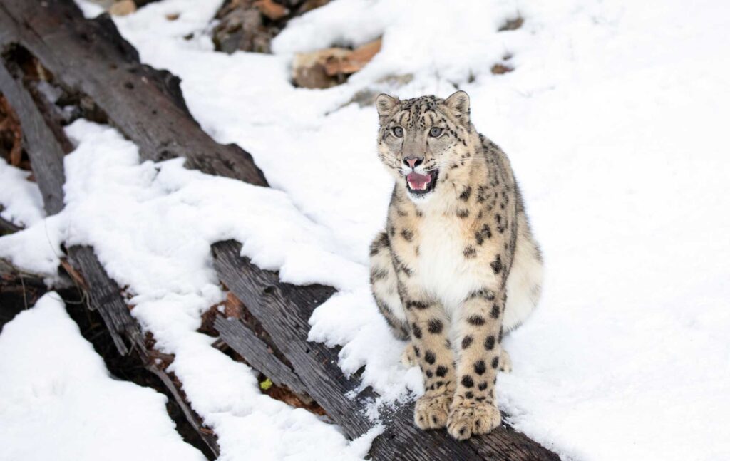 Snow leopard sitting on snow