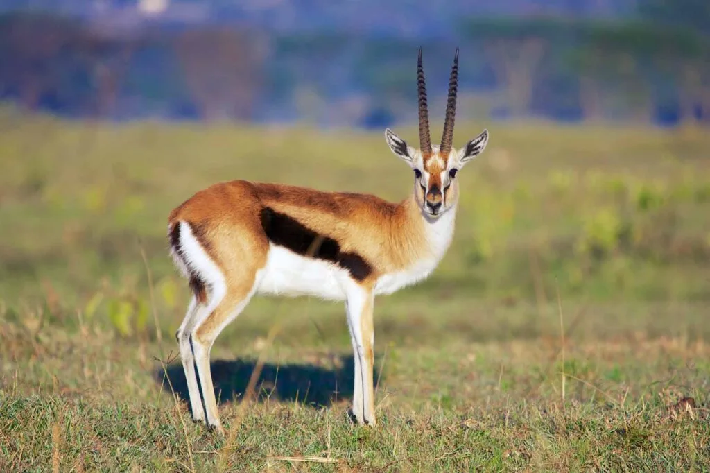 The 14 Fastest Land Animals in The World - Wildlife Explained