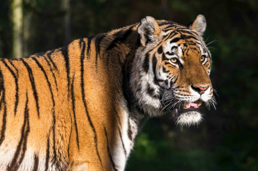 Tiger (Panthera Tigris) - Lifestyle, Diet and More - Wildlife Explained