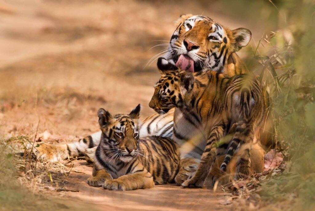 Tiger with cubs