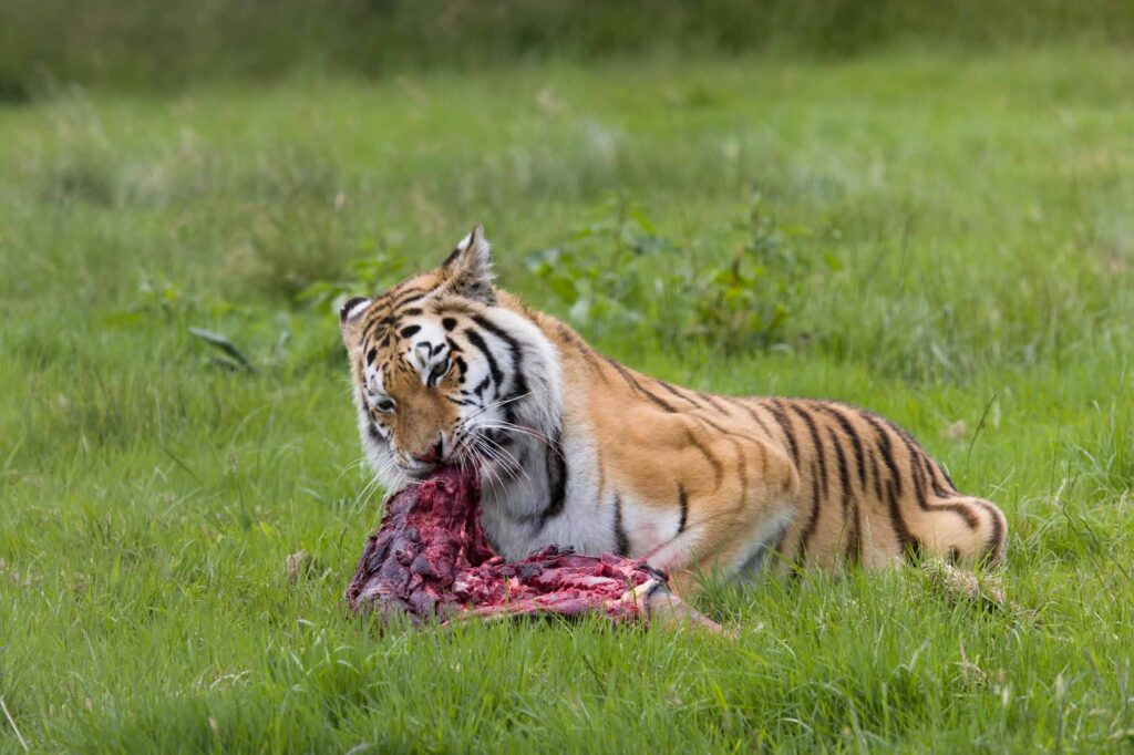 Tiger eating on grass