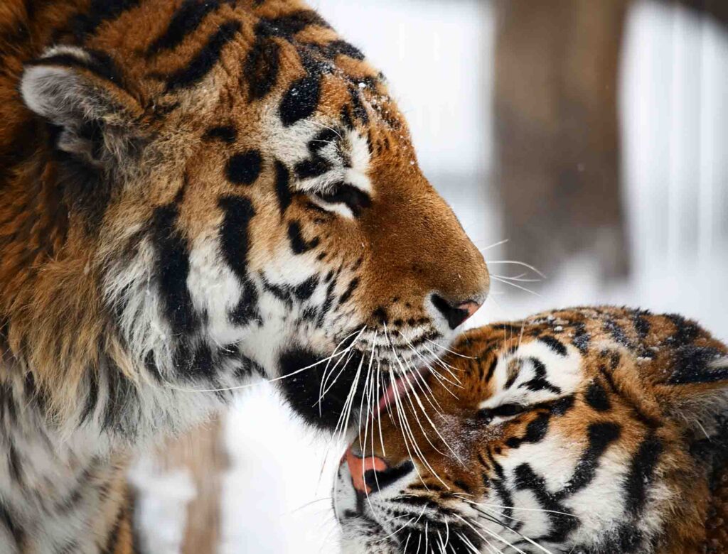 Tiger caring for tigress