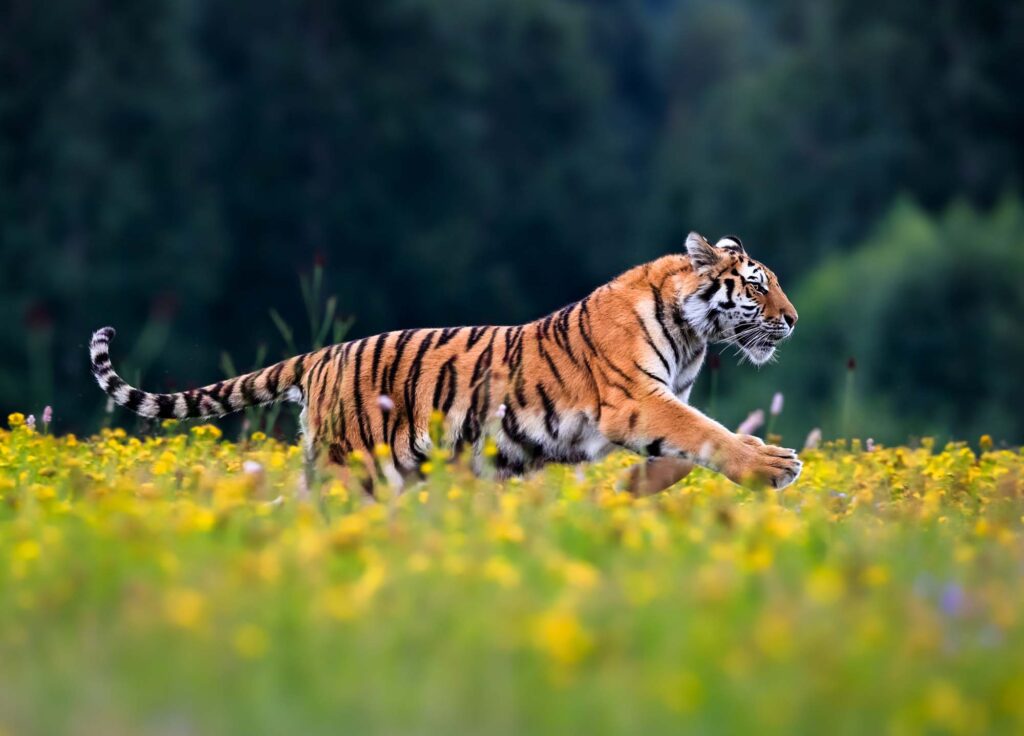 Tiger running on meadow