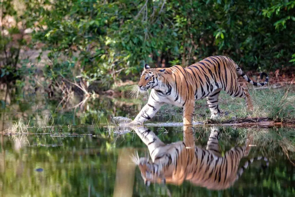 Tiger walking near water