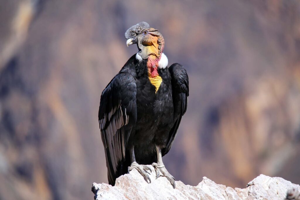 Andean Condor (Vultur gryphus) sitting