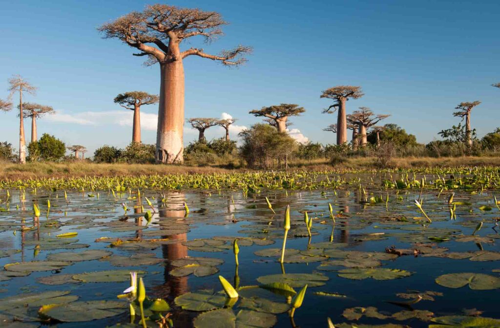 Baobab trees in Madagascar, Africa