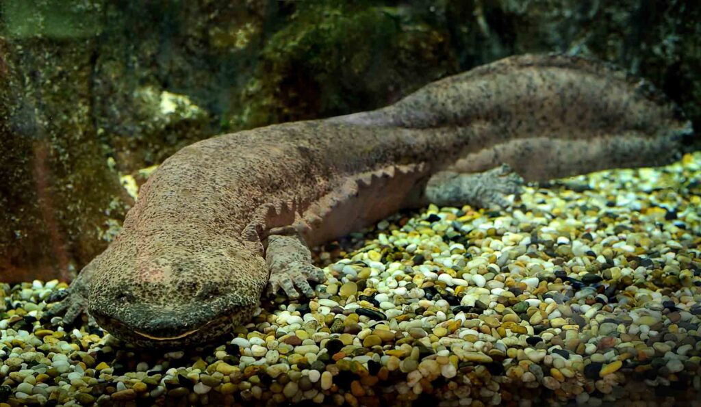 Chinese giant salamander in water