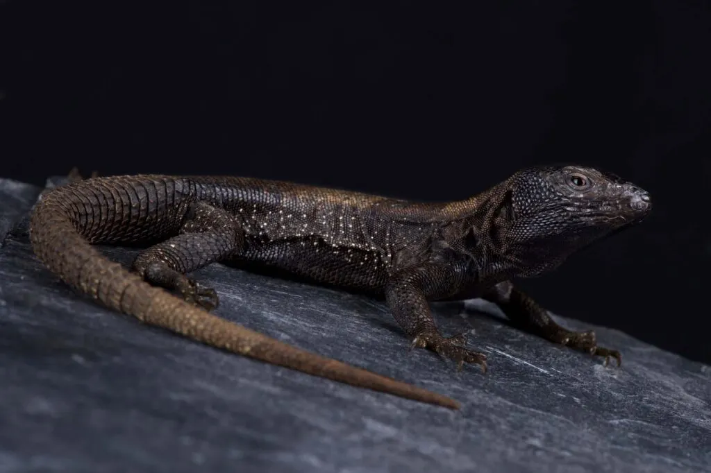 Dark Whorltail Iguana, stenocercus melanopygus