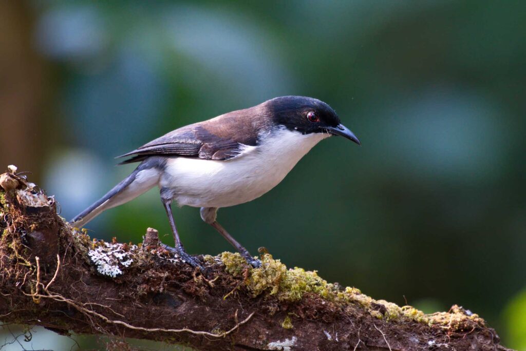 Dark-backed sibia perching on a mossy branch