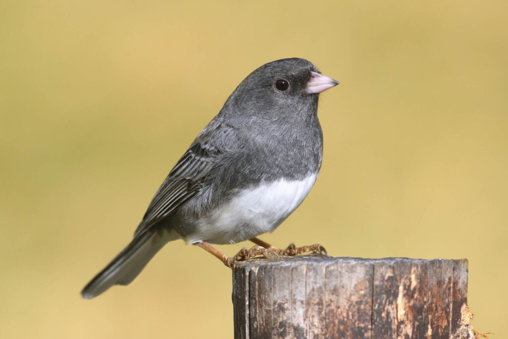 Dark-eyed Junco on a stump with a colorful background