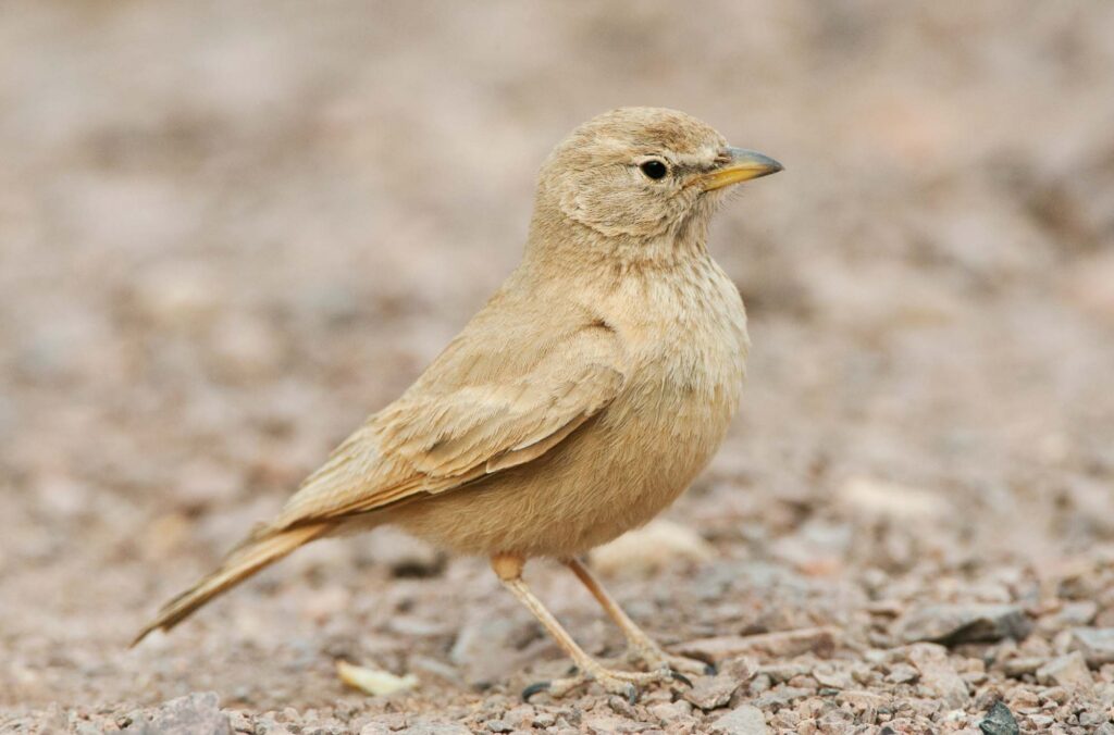 Desert lark is a light brown bird