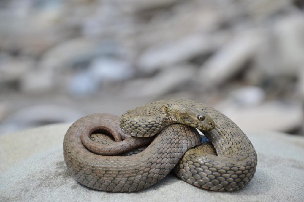 Dice snake, Natrix tessellata, is an animal that starts with the letter D