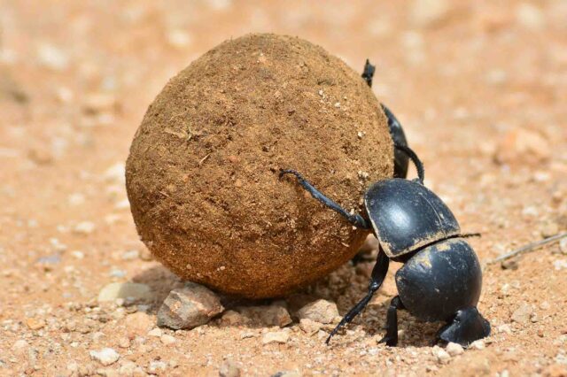 Strong Insecttsd 19 Strongest Animals in the World: Power, Bite, Kick, & Punch!
